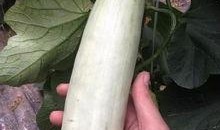 小时候吃的网红瓜